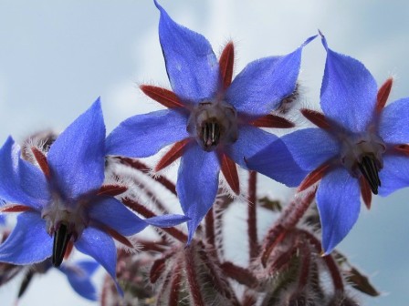 Flores comestibles