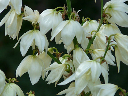 Flores comestibles